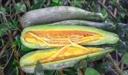 人民大学网红吃瓜,揭秘校园热点背后的故事